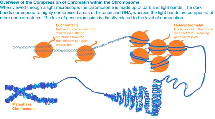 Overivew of the chromatin organization. Euchromatin is the "beads on  a string" structure that allows for transcription and gene expression. Heterochromatin: this is when nucleosome are in their most compact form, silencing gene expression. 