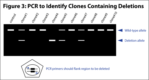 Using PCR to identify clones that contain desired CRISPR deletions.
