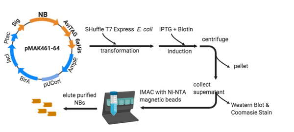 The workflow of nanobody production from pMAK461-64