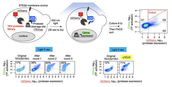 A schematic of the evolution platform in yeast with FACS