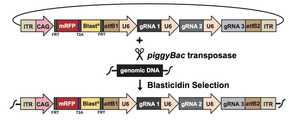 Diagram of the plasmid and genomic integration. The multi-gRNA piggyBac vector integrates into genomic DNA using piggyBac transposase. Integrants are selected with blasticidin.