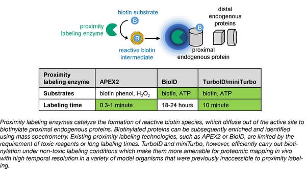 TurboID proximity labeling vs APEX2 vs BioID