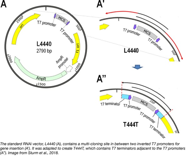 T444T RNAi vector