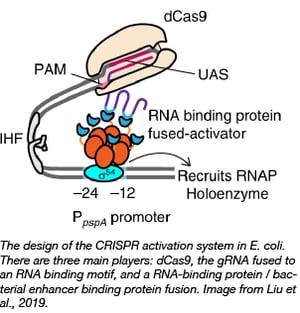 CRIPSRa_bacteria