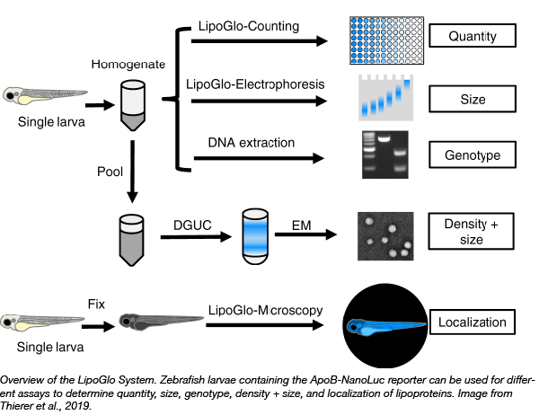 LipoGlow System can be used to measure lipoprotein quantity, size, density, and localization