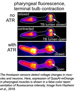 Expression of QuasAr-mOrange in pharyngeal muscles in false-color representation of fluorescence intensity