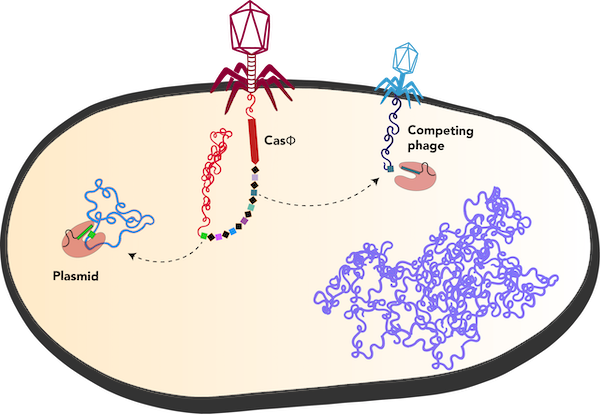 Schematic of Cas-phi and competing phage injecting DNA into the cell. Cas-Phi eliminates competing phage DNA.