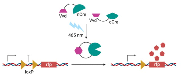 Schematic of blue light bringing together Vvd subunits that for a functional Cre recombinase. The Cre recombinase excises a loxP site to allow trancription of downstream rfp.