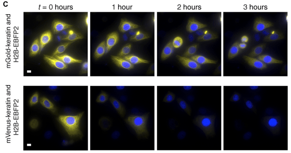 Fluorescence microscopy images comparing mGold with mVenus. mVenus fluorescence fades from 0 hours to three hours while mGold fluorescence is still visible at 3 hours