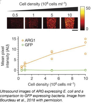 ultrasound images of ARG acoustic reporter expression in bacteria