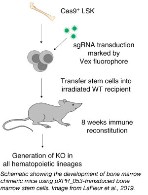 schematic showing development of bone marrow chimeric mice using pXPR_053-transduced bone marrow stem cells