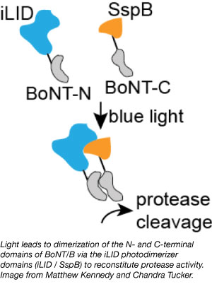 Optogenetics synaptic transmission BoNT/B