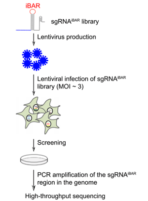 iBAR-CRISPR-library-workflow