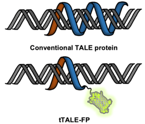 Diagram of double stranded DNA being bound by tTALE-FP with the fluorescent protein fluorescing green