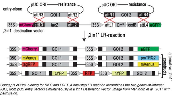 2in1 cloning vector protein purification