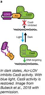 Anti CRISPR CASANOVA