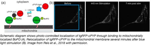 photocontrol protein localization optogenetics