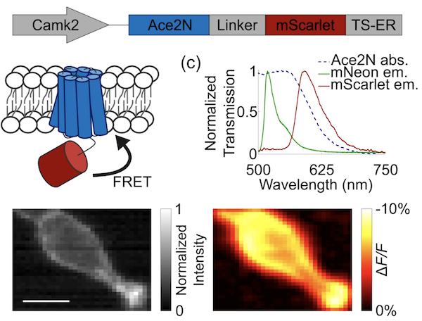 Ace-mScarlet genetically encoded voltage indicator