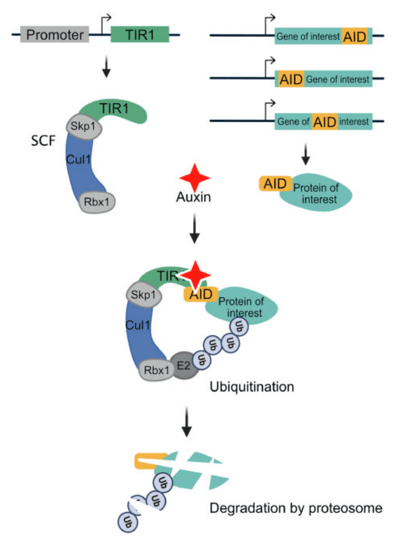 Schematic showing AID tagged on a protein of interest. When auxin binds, it brings a protein complex to the protein of interest, targeting it for degradation by proteosome.