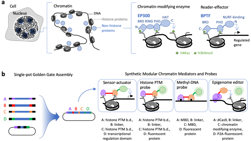A nucleus within a cell shown to zoom in with chromatic on a DNA strand and examples of histone-modifying enzymes and reader-effector proteins. Below is a schematic of golden gate assembly with examples of potential synthetic chromatic mediators and probes.
