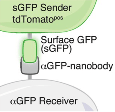 the sGFP sender cell encodes a surface GFP that interacts with an antiGFP nanobody on the receiver cell. The sender cell is green and the receiver cell is grey.