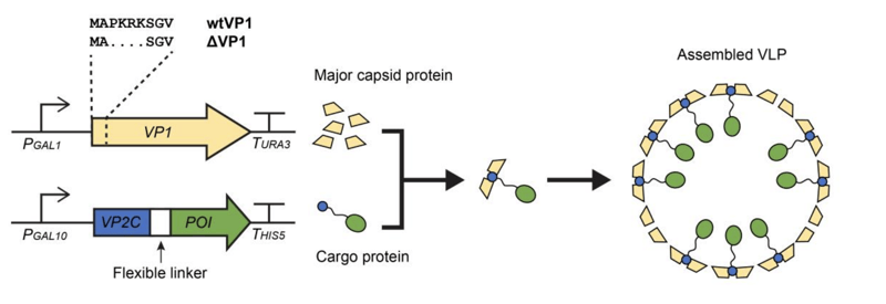 Expression of the major capsid protein and the cargo protein leads to the self assembly of the two protein components to form the assembled VLP.