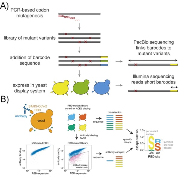 Library generation and sequencing schematic and mapping of antibody escape mutations using the yeast display library