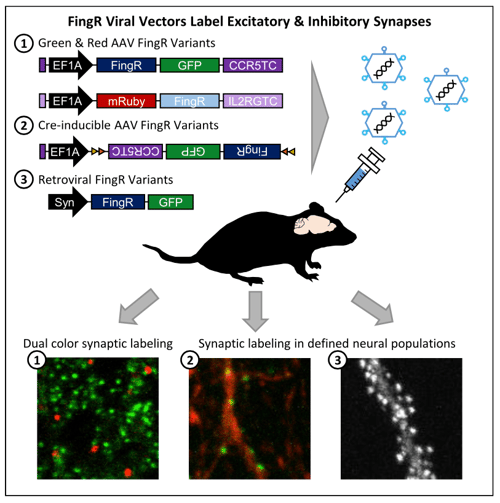 Green, red, Cre-inducible, and retroviral FingR variants are delivered into mice using AAV. They can be used for dual color synaptic labeling or synaptic labeling in defined neural populations.