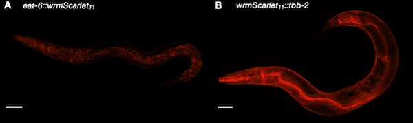 Fluorescence microscopy images of split-wrmScarlet labeling proteins with different subcellular locations