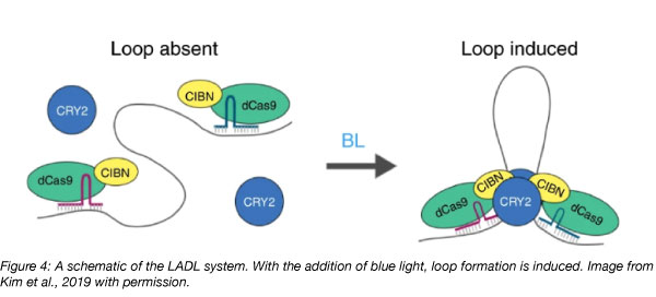 Light activated dynamic looping