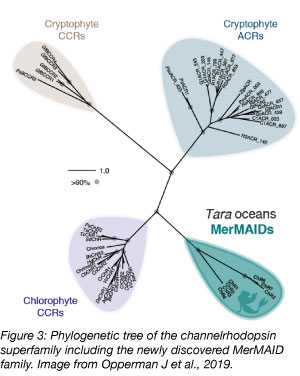 MerMAID channelrhodopsin phylogeny tree