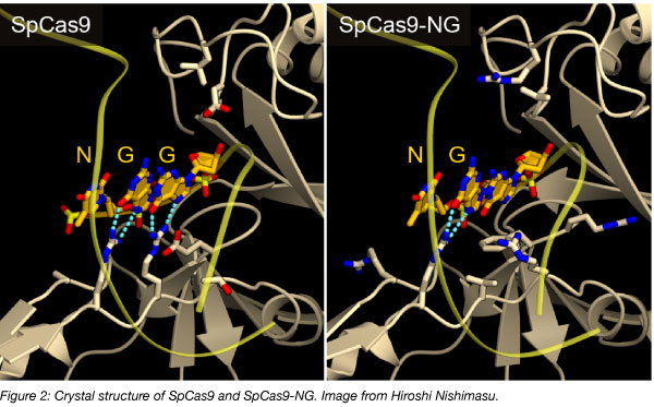 SpCas9 NG crystal structure