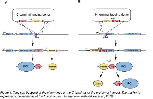 mAID tagging fusion can be made at the N or C terminus of the protein of interest