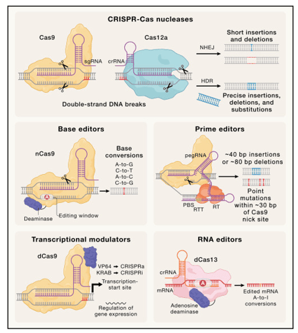 Diagram comparing six CRISPR-Cas genome editing tools—Cas9 and Cas12a nucleases, base editors, prime editors, transcriptional modulators, and RNA editors—showing how each protein-RNA complex binds DNA or RNA and the type of edit it produces.