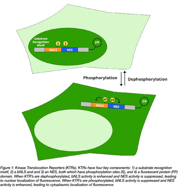 Kinase translocation reporter schematic