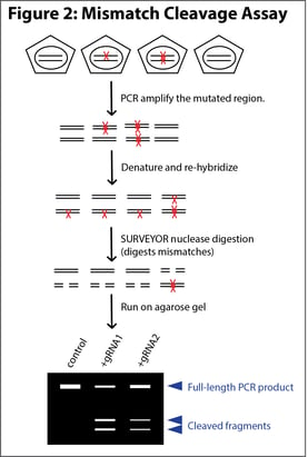 Overview of the mismatch cleavage assay or Surveyor assay for detecting the creation of indels by CRISPR. The mutated region of DNA is amplified by PCR and then denatured and re-hybridized. Samples are then treated with the SURVEYOR nuclease which digests mismatched DNA. Samples are then run on a gel where cleaved DNA separates from uncleaved DNA. 
