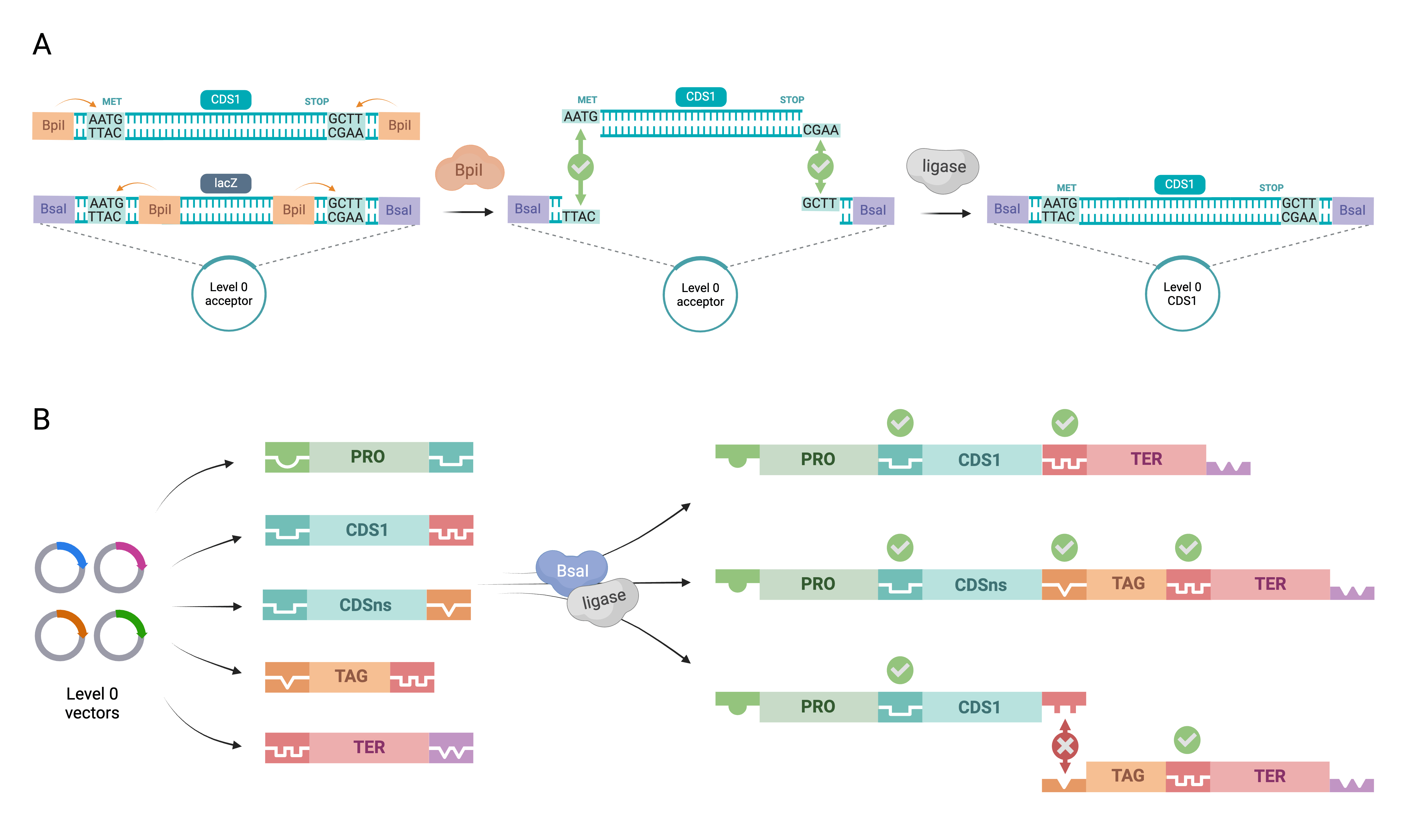 MoClo_tips_blog_Fig1-min-1