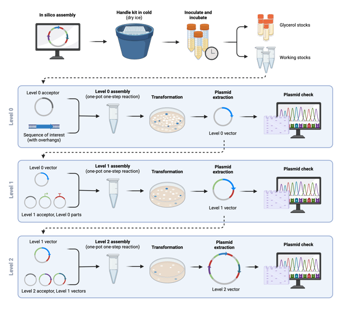 Schematic representation of a Level 0 in the top panel, and a Level 1 assembly in the bottom panel. Top panel shows two DNA molecules: a linear CDS sequence with a BpiI recognition site, AATG/TTAC overhang, CDS1 element, GCTT/GCAA overhang, and BpiI recognition site; and a circular level 0 acceptor with a closeup of a fragment with a BsaI recognition site, AATG/TTAC overhang, BpiI recognition site, lacZ element, BpiI recognition site, GCTT/GCAA overhang, and BsaI recognition site. An arrow represents restriction with the BpiI restriction enzyme, and both DNA molecules are shown with matching overhangs. The BpiI restriction sites and the lacZ element have been removed. Another arrow represents ligation with a ligase, and shows the newly formed level 0 CDS1 plasmid, with a closeup to a fragment with a BsaI recognition site, AATG/TTAC overhang, CDS1 element, GCTT/CGAA overhang, and a BsaI recognition site. The bottom panel shows a library of Level 0 vectors that contain promoters, CDS1, CDS non-stop, tags, and terminator elements. Overhangs are symbolized with different round, rectangular, and triangular shapes that match each other. Arrows represent restriction-ligation with BsaI and a ligase, and different assembly possibilities. Overhangs are shown matching between a CDS1, and a terminator part, but not between a CDS1 part and a tag part. 