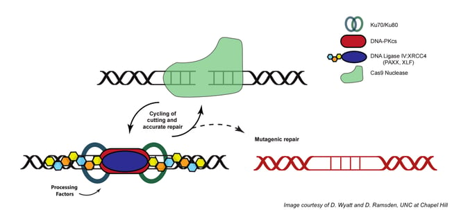 non homologous end joining