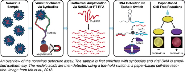 Overview of the norovirus detection assay