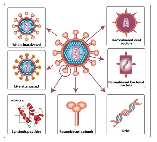 Picture1-4Graphic showing strategies for vaccine development using virus: recombinant viral and bacterial vectors; delivery of viral DNA; recombinant subunits; synthetic viral peptides; live attenuated virus; and whole inactivated virus.