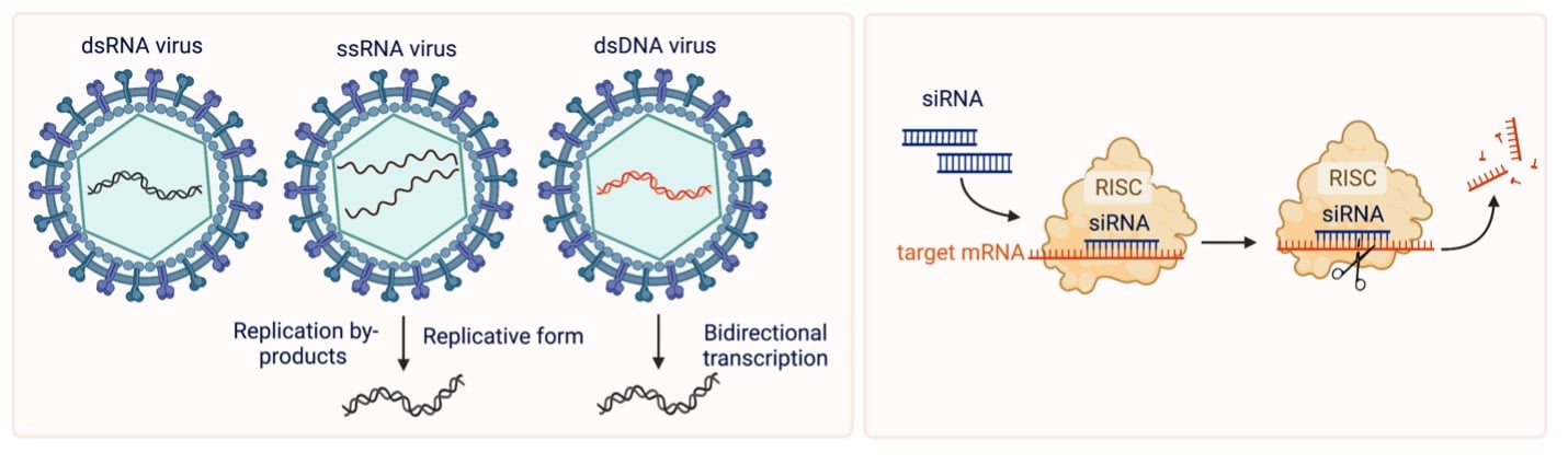 Exogenous sources of dsRNA