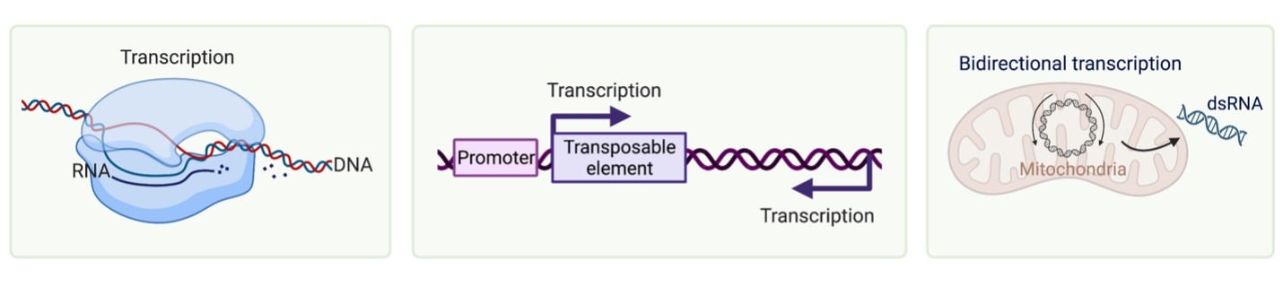 Endogenous sources of dsRNA