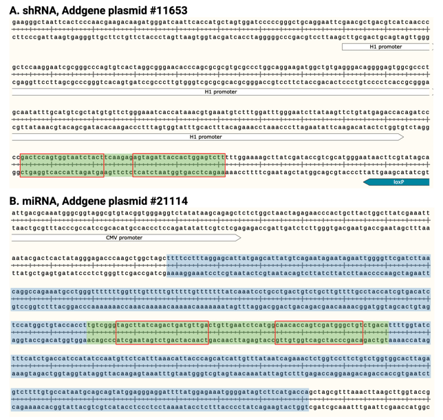 Screenshots of nucleotide plasmid sequences are shown. shRNA plasmid shows an H1 promoter, followed by the shRNA sequence highlighted in green. miRNA plasmid shows the end of a CMV promoter, followed by the upstream genomic sequence region (blue), the miRNA sequence (green), and the downstream genomic sequence region (blue).