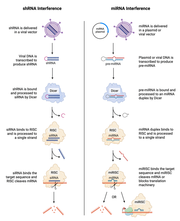 shRNA interference pathway is on the left, miRNA interference is on the right. For shRNA, the pathway reads: shRNA is delivered in a viral vector, then viral DNA is transcribed to produce shRNA, then shRNA is bound and processed to siRNA by Dicer, then siRNA binds to RISC and is processed to a single strand, and finally siRNA binds the target sequence and RISC cleaves mRNA. miRNA interference reads: miRNA is delivered in a plasmid or viral vector, then plasmid or viral DNA is transcribed to produce pre-miRNA, then pre-miRNA is bound and processed to an miRNA duplex by Dicer, then miRNA duplex binds to RISC and is processed to a single strand, and finally miRISC binds the target sequence and miRISC cleaves mRNA or blocks translation machinery. Steps are represented by cartoon images.