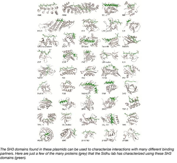 SH3 domains can be used to characterize interactions with many different binding partners