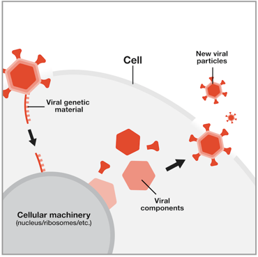 Cartoon showing the steps of a virus infecting and replicating in a cell.