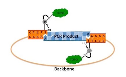 TOPO Cloning vector