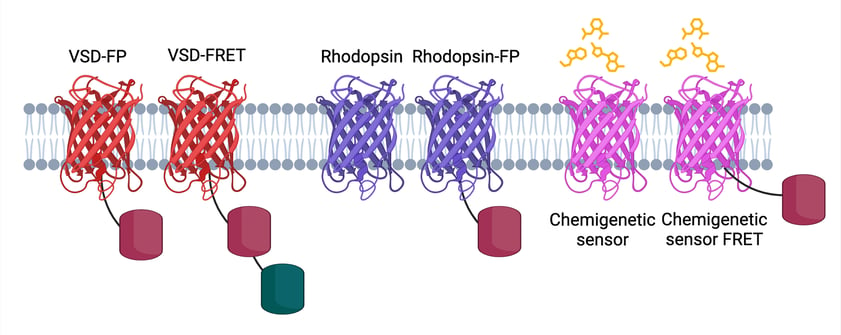 Cartoon of a VSD with a single FP and two FPs (FRET pair), Rhodopsin alone or with an FP, and a chemigenetic sensor with a small molecule and with or without an FP (FRET). 