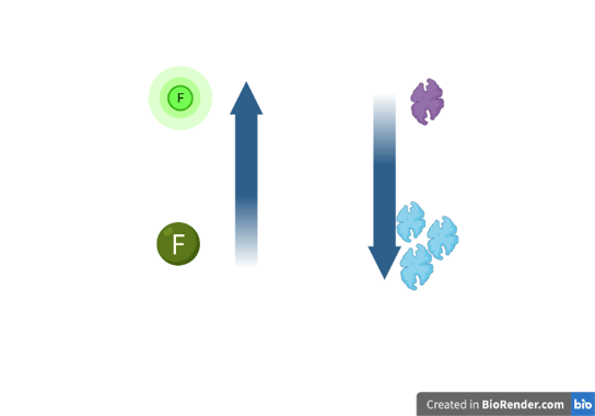 A diagram with two arrows going in opposite directons. One arrow has a dim fluorescent protein at one end and a bright one at the arrowhead. The other arrow has a single protein at the blunt end and three proteins at the arrowhead. 